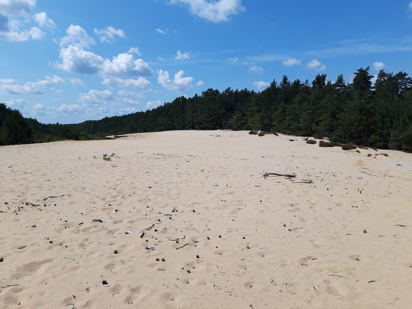 Wydmy śródlądowe pod Wilkocinem, piasek porośnięty trawą, w tle sosnowy las
