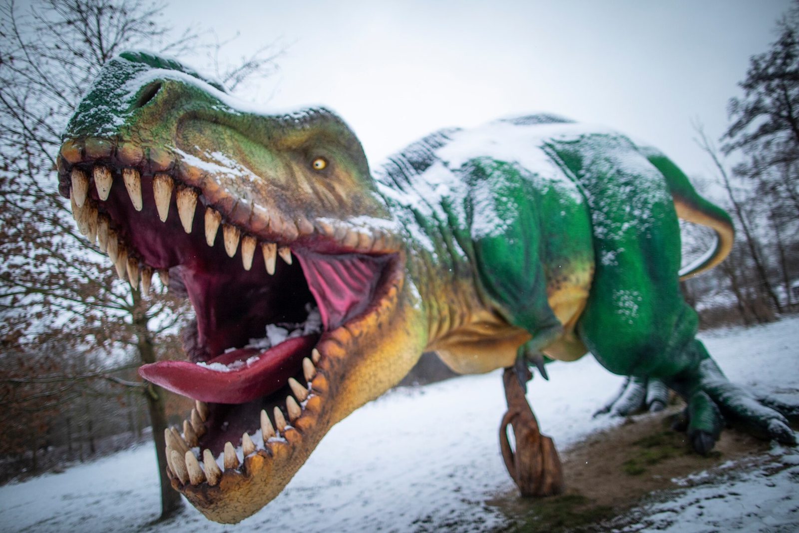 Figura tyranozaura naturalnej wielkości na Szlaku Zwierząt Wymarłych w lubińskim zoo